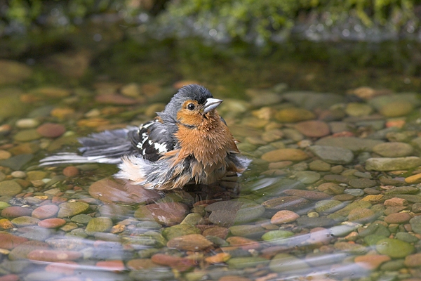 Male Chaffinch,bathing. Jul '10.