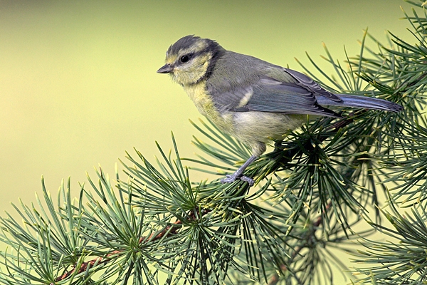 Blue Tit on larch 2. Jul '10.