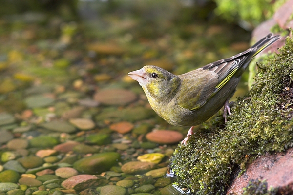 Male Greenfinch,drinking at poolside. Aug '10.