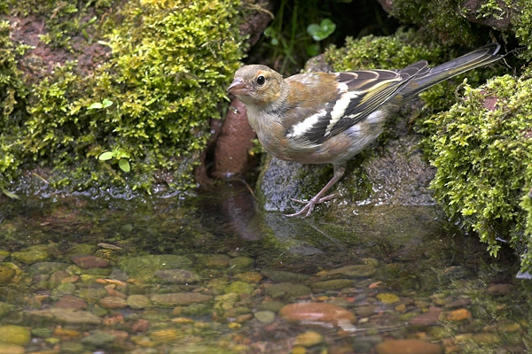 Juv.Chaffinch at poolside. Jul.'10.