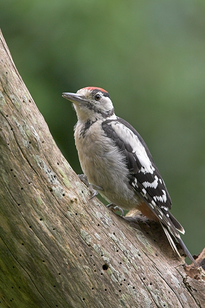 Juv.G.S.Woodpecker 2. Aug '10.