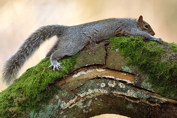 Grey Squirrel,stretched out.