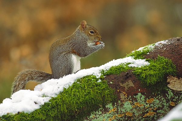 Grey Squirrel on snowy branch.