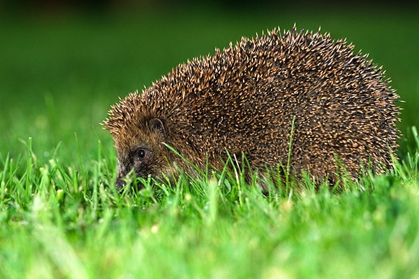 Hedgehog on lawn.