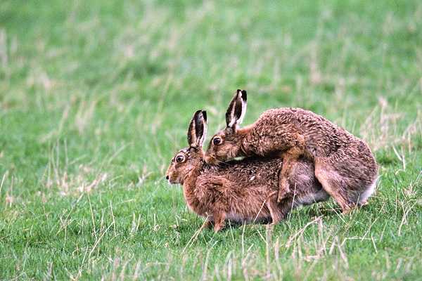 Mating Brown Hares.