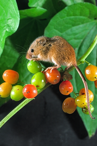 Harvest Mouse on bryony berries 2.