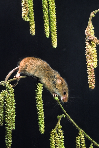 Harvest Mouse on catkins.