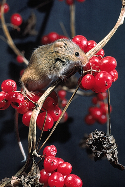 Harvest Mouse on bryony berries 1.