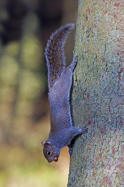 Grey Squirrel on spruce. Feb.'11.