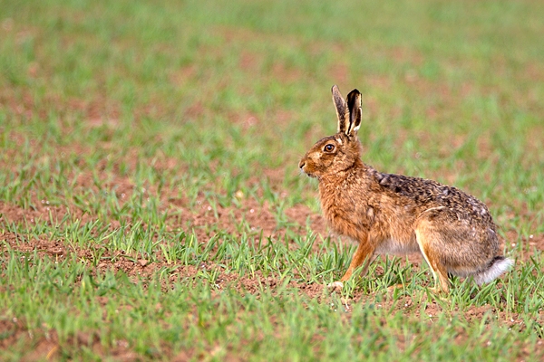 Brown Hare. Apr. '11.