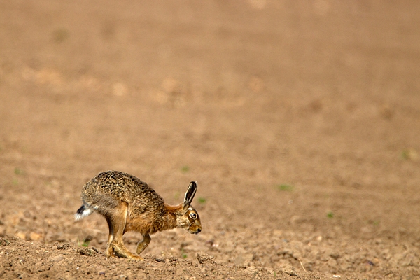 Brown Hare,running. Apr. '11.