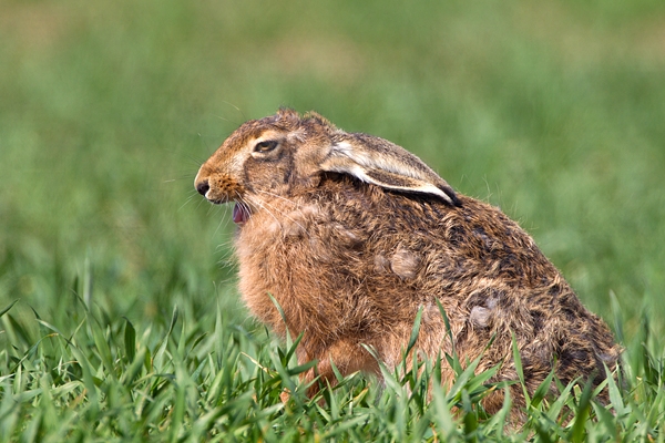 Brown Hare,sat yawning. Apr. '11.