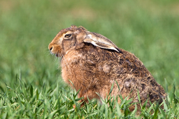 Brown Hare,sitting. Apr. '11.