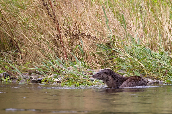 Otter at water's edge 2. Aug. '11.