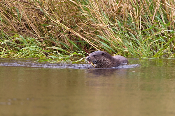 Otter feeding on eel 5. Aug. '11.