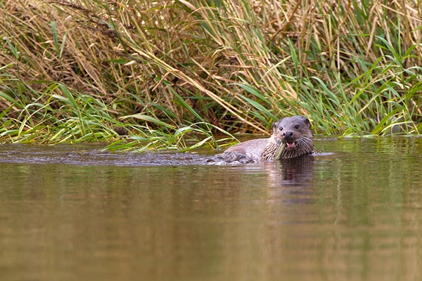 Otter feeding on eel 2. Aug. '11.