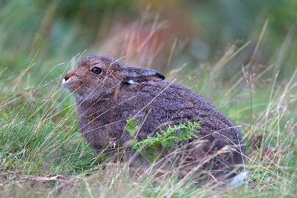 Mountain Hare sitting in grasses,in the rain. Sept. '11.