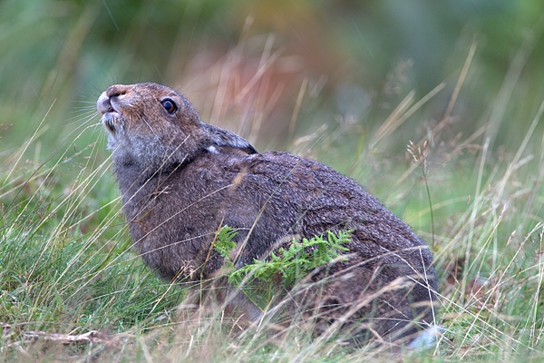 Mountain Hare feeding on grass seed,in the rain 1. Sept.'11.