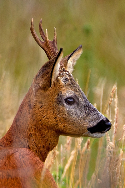 Roe Buck Portrait. Sept. '11.