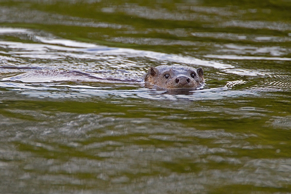 Otter in the rain. Sept. '11.
