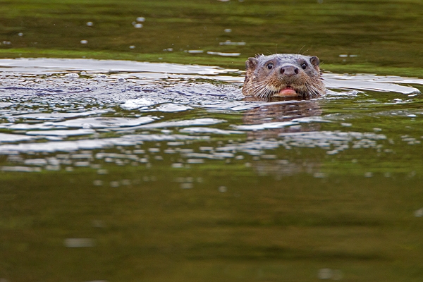 Otter head 5. Sept. '11.