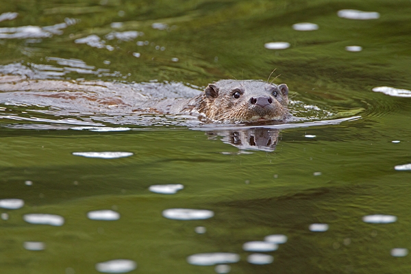 Otter swimming towards me 2. Sept. '11.