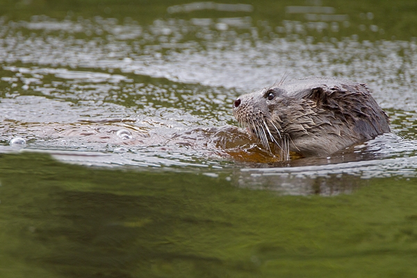 Otter head,close up. Sept. '11.