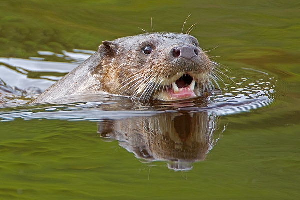Otter head 1. Sept. '11.