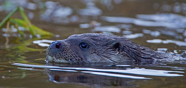 Otter,close up 2. Winter '11.