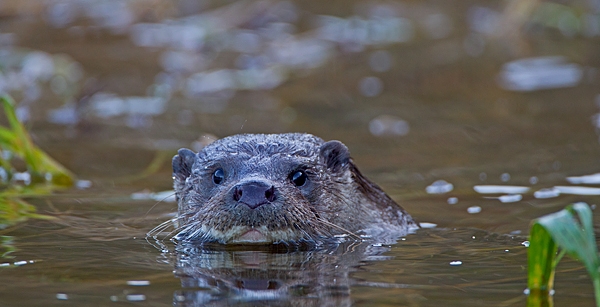 Otter,close up 1. Winter '11.