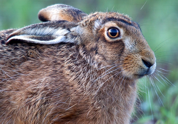 Brown Hare,close up. Apr '12.