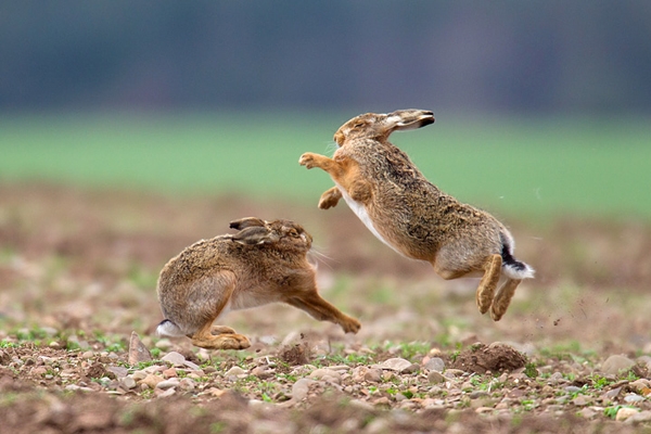 Brown Hares boxing 4. Apr '12.