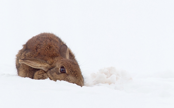 Rabbit in snow 2. Mar.'13