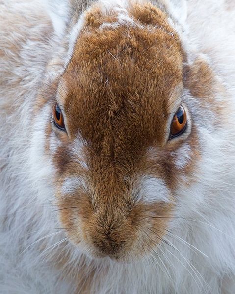 Mountain Hare Portrait 1. Apr.'13.
