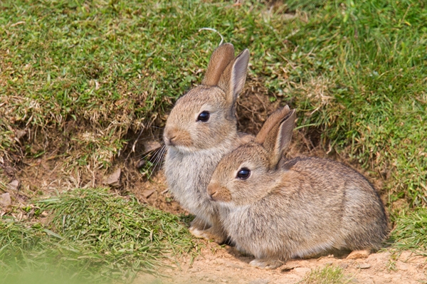 2 young Rabbits. May.'13.