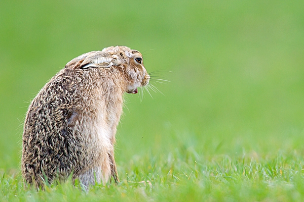 Tired Brown Hare. Mar. '15.