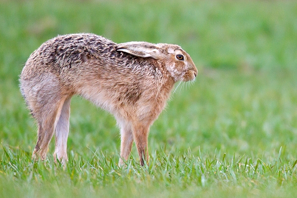 Brown Hare arching back. Apr. '15.