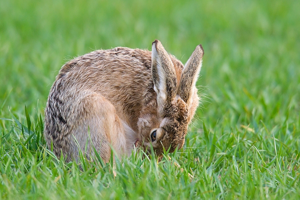 Brown Hare grooming his bits. Apr. '15.