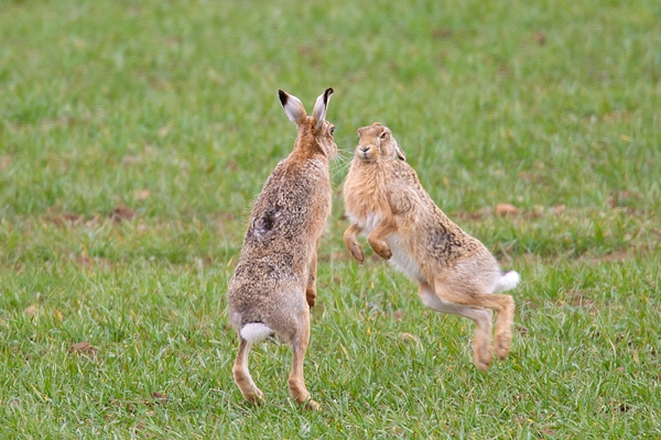 Brown Hares sparring. Apr. '15.