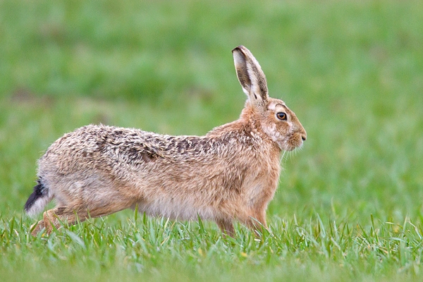 Brown Hare stretching forward 2. Apr. '15.