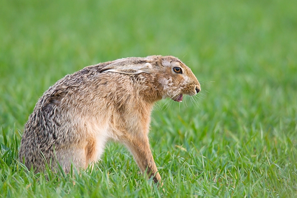 Brown Hare sat up,yawning. Apr. '15.