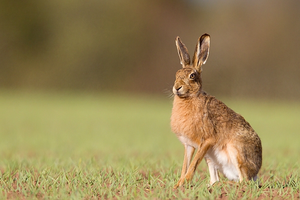 Brown Hare sat upright. Apr. '15.