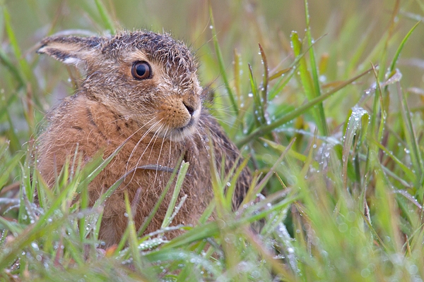 Leveret soaked in grass. May. '15.