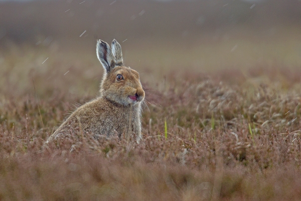 Mountain Hare in the rain. May. '15.