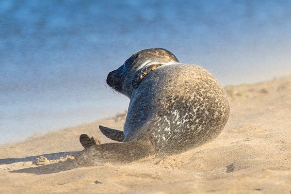 Common Seal in windy sand 2. Sept. '16.