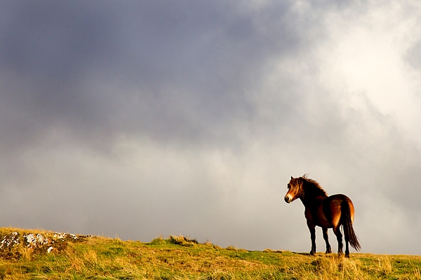 Exmoor Pony on the ridge. Oct. '16.
