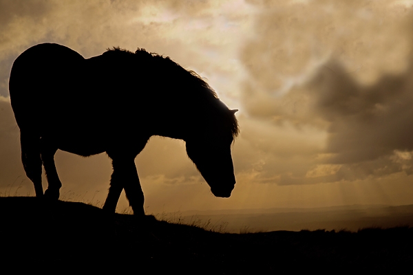 Exmoor Pony silhouette 1. Oct. '16.