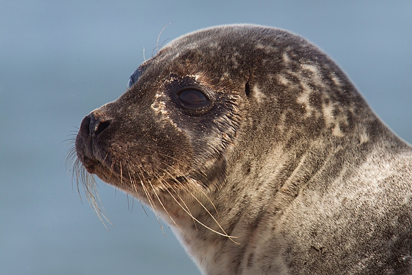 Common Seal portrait. Oct. '16.