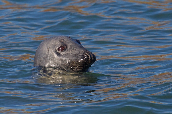 Grey Seal surfacing in harbour. Mar '17.