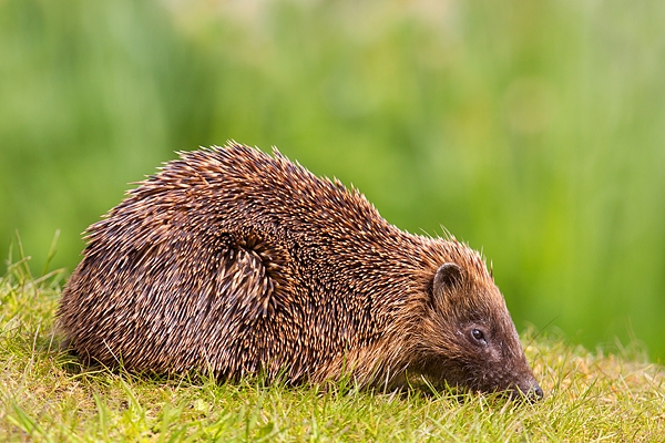Hedgehog on lawn. Apr '17.